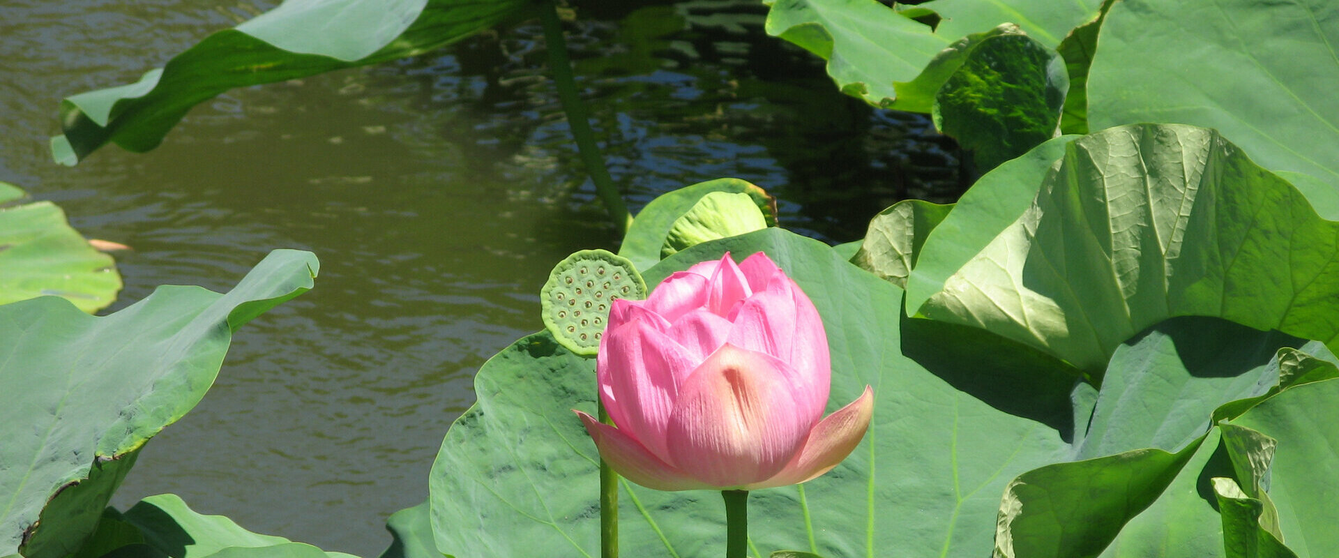  cours  hatha yoga,  relaxation, Amiens rue Chenier, formation prof